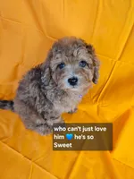 F1b Shih-Poo M#2, a male Shih Tzu and Poodle - Miniature  for sale in Princeton, KY – 3 of 10