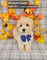 Reduced Miniature Poodle , a male Poodle - Miniature  for sale in Princeton, KY – 3 of 5