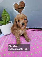 F1b Mini Goldendoodle F#1, a male Miniature Goldendoodle for sale in Princeton, KY – 4 of 5