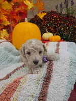 F1b Maltipoo Male #1 (9), a male Maltipoo and Poodle - Toy  for sale in Princeton, KY – 2 of 5