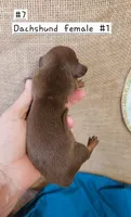 Dachshund - f #1 Cho, a female Miniature Dachshund for sale in Princeton, KY – 3 of 4