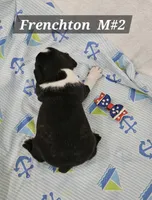 Frenchton  m #2, a male Boston Terrier and French Bulldog for sale in Princeton, KY – 2 of 3