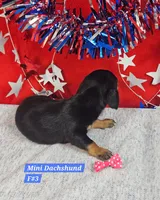 Miniature Dachshund F , a female Miniature Dachshund for sale in Princeton, KY – 7 of 7