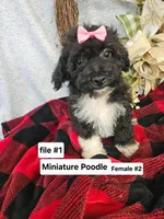 Miniature Poodle F #2, a female Poodle - Miniature  for sale in Princeton, KY – 3 of 6