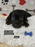 Reduced cost   Miniature Dachshund , a male Miniature Dachshund for sale in Princeton, KY – 4 of 4