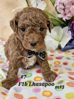 F1b Lhasapoo m 3, a male Lhasapoo for sale in Princeton, KY – 2 of 4