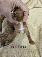 F1b Lhasapoo m 3, a male Lhasapoo for sale in Princeton, KY – Photo 2 of 2