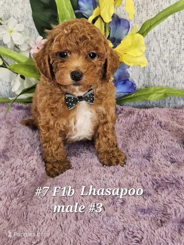F1b Lhasapoo m 3 – Lhasapoo puppy for sale in Princeton, KY