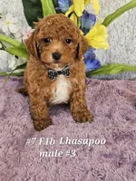F1b Lhasapoo m 3, a male Lhasapoo for sale in Princeton, KY – 1 of 4