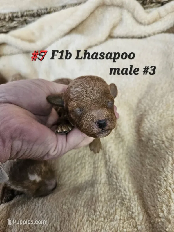 F1b Lhasapoo m 3 – Lhasapoo puppy for sale in Princeton, KY