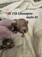 F1b Lhasapoo m 3, a male Lhasapoo for sale in Princeton, KY – Photo 1 of 2