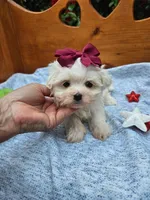 Maltipoo  f=4, a female Maltipoo for sale in Princeton, KY – 3 of 4