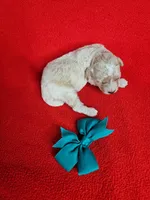 Minature Poodle M#3, a male Poodle - Miniature  for sale in Princeton, KY – 4 of 5