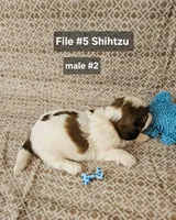 Shihtzu M#2, a male Shih Tzu for sale in Princeton, KY – 4 of 9