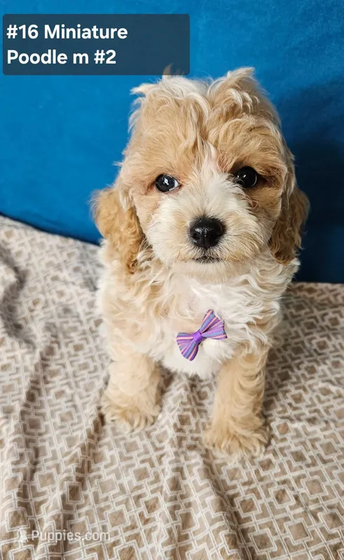 Minaiture Poodle  – Poodle - Miniature  puppy for sale in Princeton, KY