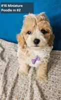 Minaiture Poodle , a male Poodle - Miniature  for sale in Princeton, KY – 1 of 8