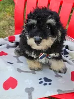 Bichpoo -Pochon , a male Bichpoo for sale in Princeton, KY – 3 of 7