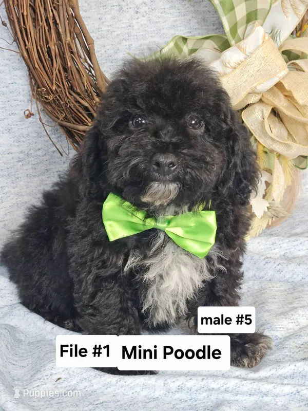 Miniature Poodle M#5 – Poodle - Miniature  puppy for sale in Princeton, KY