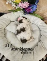 F1b Morkie-Poo, a female Poodle - Miniature  and Morkie for sale in Princeton, KY – Photo 2 of 5