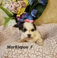 F1b Morkie-Poo, a female Poodle - Miniature  and Morkie for sale in Princeton, KY – Photo 5 of 5