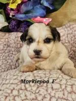 F1b Morkie-Poo, a female Poodle - Miniature  and Morkie for sale in Princeton, KY – Photo 3 of 5