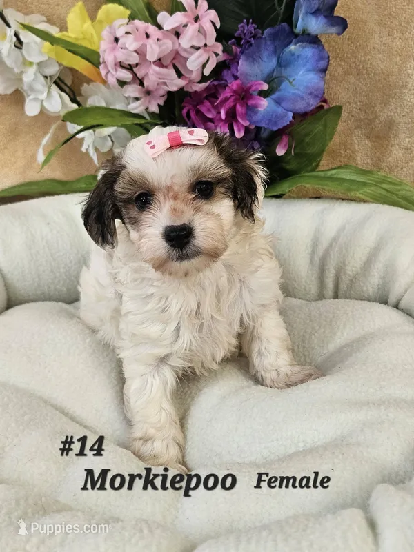 F1b Morkie-Poo – Poodle - Miniature , Morkie puppy for sale in Princeton, KY
