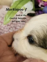 F1b Morkie-Poo, a female Poodle - Miniature  and Morkie for sale in Princeton, KY – Photo 4 of 5