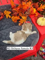 ShihPoo female#1 (3), a female Shihpoo for sale in Princeton, KY – 2 of 3