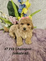 F1b Lhasapoo F 2, a female Lhasapoo for sale in Princeton, KY – 1 of 4