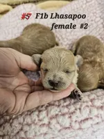 F1b Lhasapoo F 2, a female Lhasapoo for sale in Princeton, KY – Photo 1 of 2
