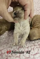 F1b Lhasapoo F 2, a female Lhasapoo for sale in Princeton, KY – Photo 2 of 2