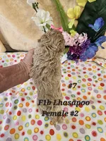 F1b Lhasapoo F 2, a female Lhasapoo for sale in Princeton, KY – 2 of 4