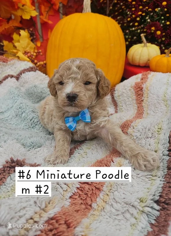 SMALL Miniature Poodle  (6)  Male #2 – Poodle - Toy , Poodle - Miniature  puppy for sale in Princeton, KY