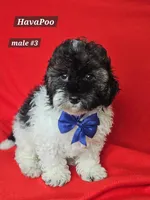 Havapoo Male #3  Blue , a male Havapoo for sale in Princeton, KY – 2 of 2