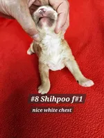 F1b Shih-Poo F#1, a female Shih Tzu and Poodle - Miniature  for sale in Princeton, KY – 4 of 5