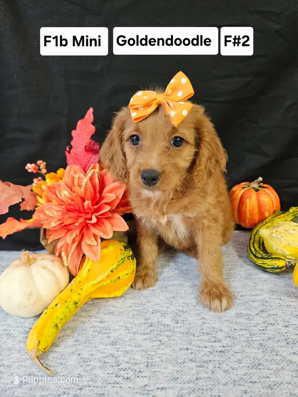 F1b Mini Goldendoodle F#2 – Miniature Goldendoodle puppy for sale in Princeton, KY