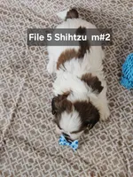 Shihtzu M#2, a male Shih Tzu for sale in Princeton, KY – 3 of 9
