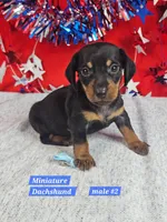 REDUCED  Mini Dachshund Male , a male Miniature Dachshund for sale in Princeton, KY – 2 of 3