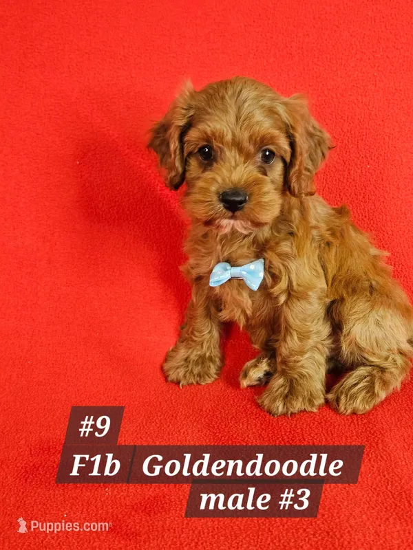 F1b Cockerpoo M #3 – Cockapoo puppy for sale in Princeton, KY