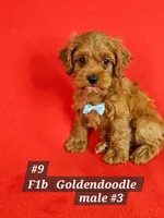 F1b Cockerpoo M #3, a male Cockapoo for sale in Princeton, KY – 1 of 5