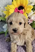 F1b Cockerpoo f, a female Cockapoo for sale in Princeton, KY – 5 of 6