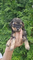 F1b Mini Goldendoodle F#2, a male Miniature Goldendoodle for sale in Princeton, KY – 2 of 2