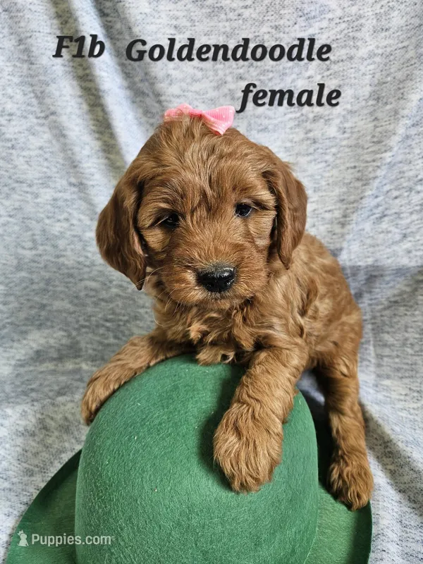 F1b Goldendoodle Mini  F#1