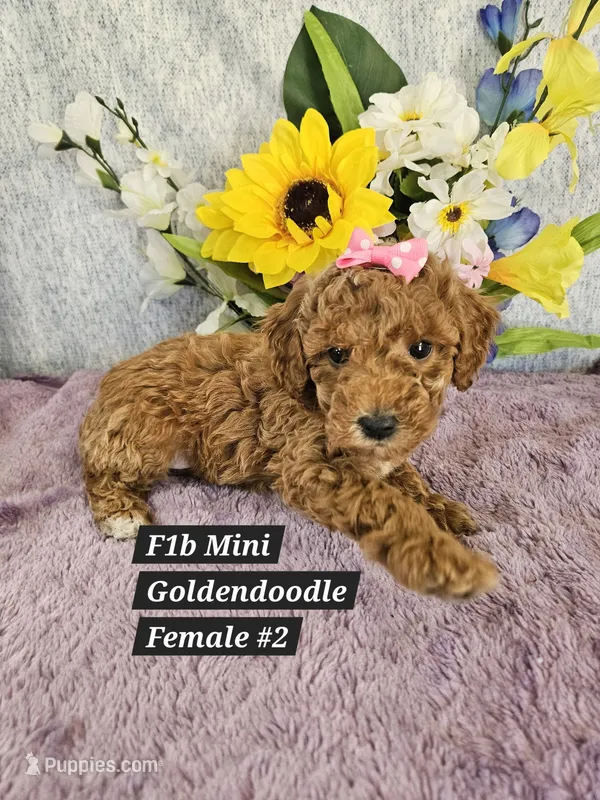 F1b Mini Goldendoodle F 2 – Miniature Goldendoodle puppy for sale in Princeton, KY