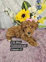 F1b Mini Goldendoodle F 2, a female Miniature Goldendoodle for sale in Princeton, KY – 1 of 7