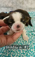 Shihtzu M#2, a male Shih Tzu for sale in Princeton, KY – 8 of 9