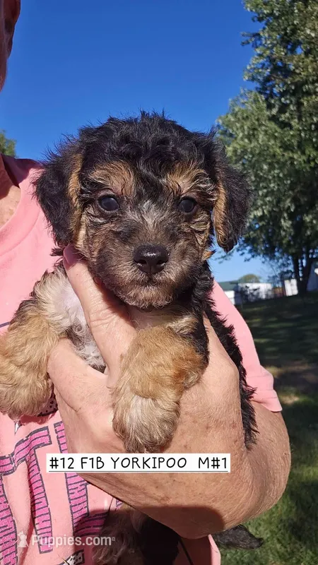F1b Yorkiepoo M 1 – Yorkipoo puppy for sale in Princeton, KY