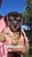 F1b Yorkiepoo M 1, a male Yorkipoo for sale in Princeton, KY – 1 of 2