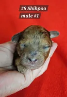 F1b Shih-Poo M#2, a male Shih Tzu and Poodle - Miniature  for sale in Princeton, KY – 10 of 10