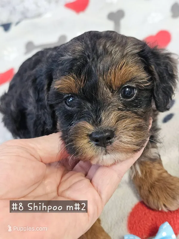 F1b Shih-Poo M#2 – Shih Tzu, Poodle - Miniature  puppy for sale in Princeton, KY
